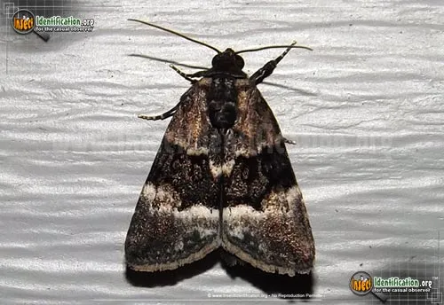 George's Midget Moth - photo 2