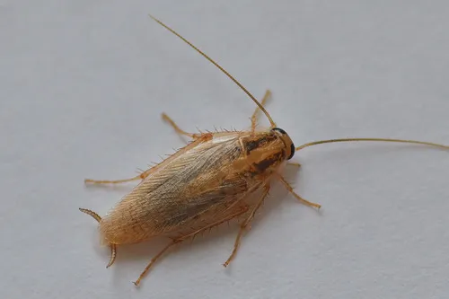 German Cockroach - photo 2