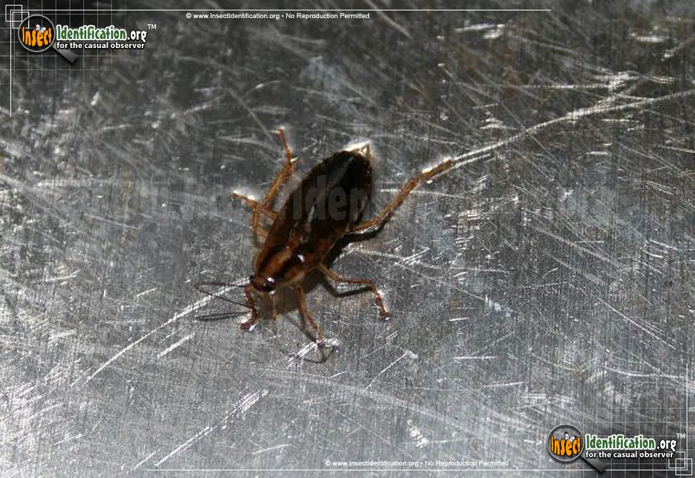 German Cockroach - photo 5