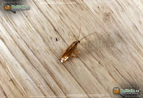 German Cockroach - photo 6