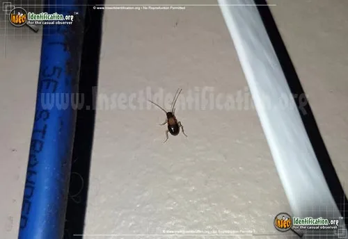 German Cockroach - photo 7