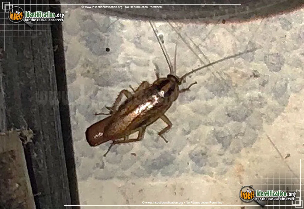 German Cockroach - photo 8