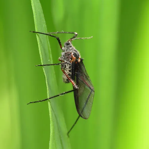 Giant Bark Aphid - Longistigma caryae