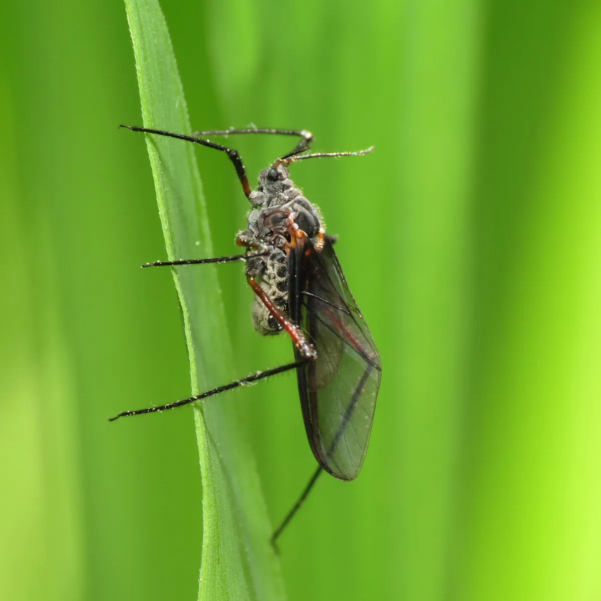 Giant Bark Aphid - photo 3