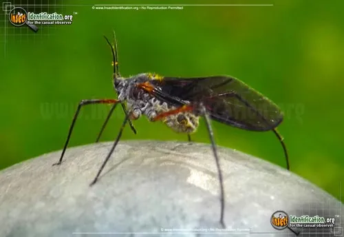 Giant Bark Aphid - photo 4