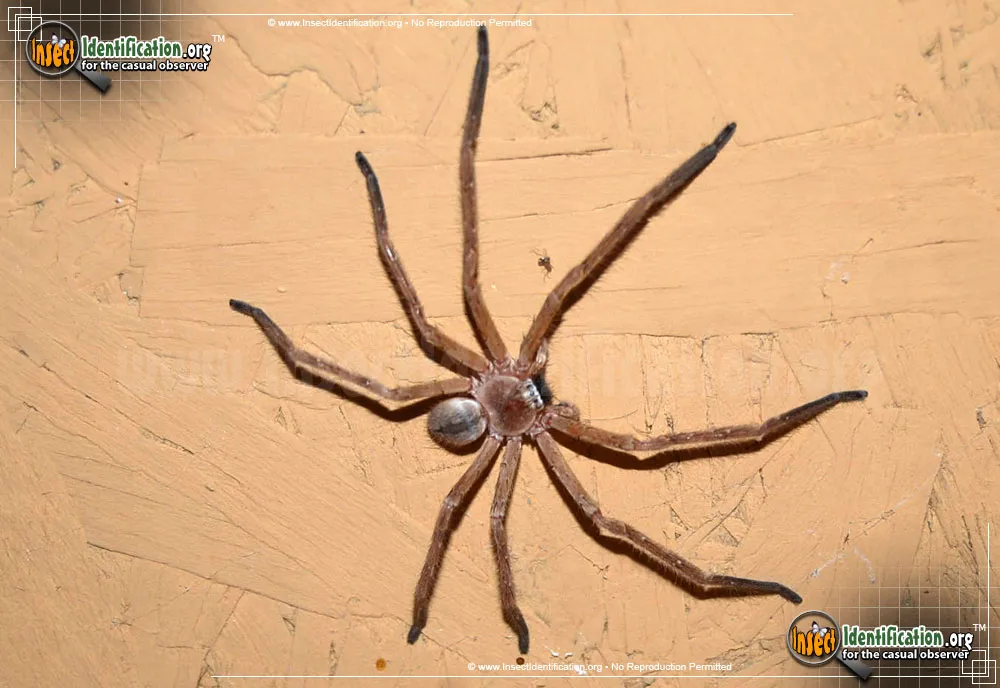 Giant Crab Spider