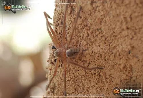 Giant Crab Spider - photo 4