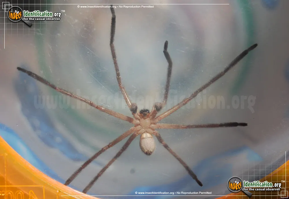 Giant Crab Spider - photo 5