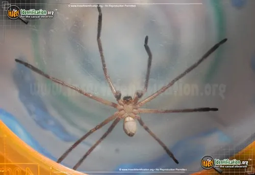 Giant Crab Spider - photo 6