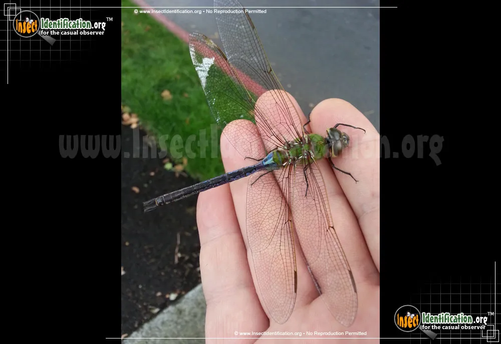 Giant Darner