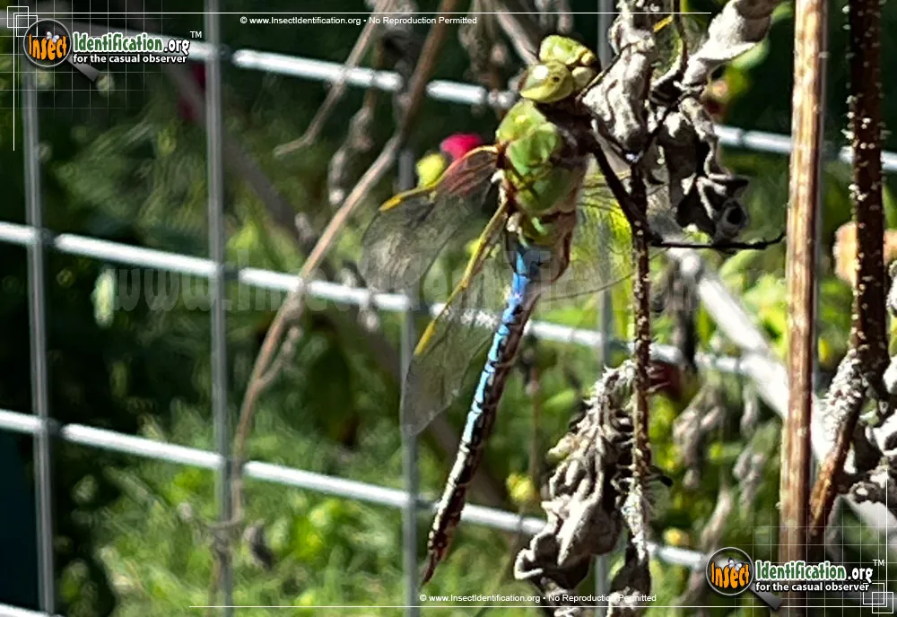 Giant Darner - photo 3