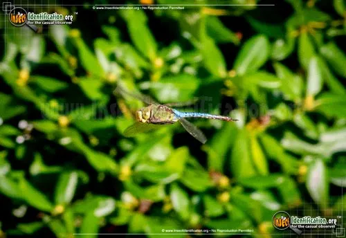 Giant Darner - photo 6