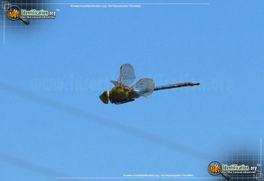 Giant Darner - photo 7