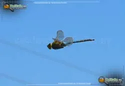 Giant Darner - photo 8