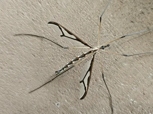 Giant Eastern Crane Fly