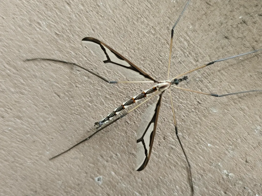 Giant Eastern Crane Fly - photo 2