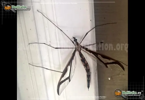 Giant Eastern Crane Fly - photo 3