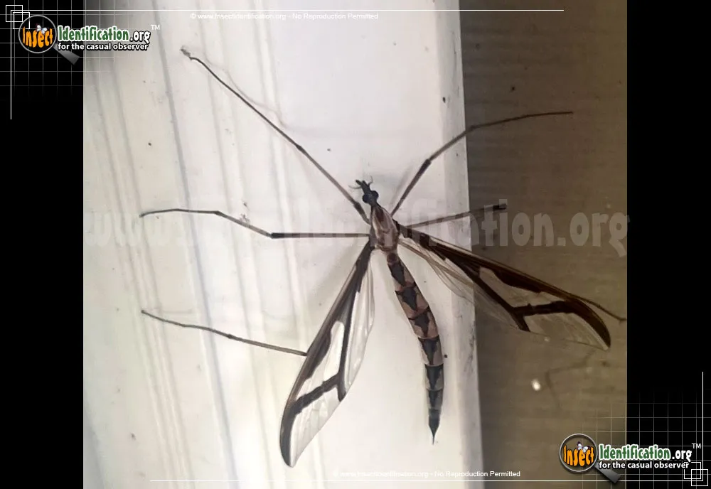 Giant Eastern Crane Fly - photo 5