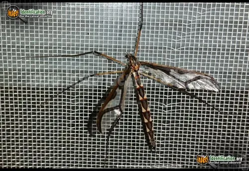 Giant Eastern Crane Fly - photo 6