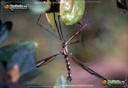 Giant Eastern Crane Fly - photo 7