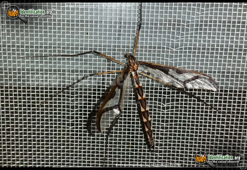 Giant Eastern Crane Fly - photo 8
