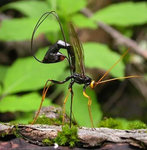 Giant Ichneumon Wasp -M. atrata