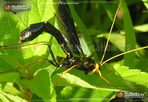 Giant Ichneumon Wasp -M. atrata - photo 4