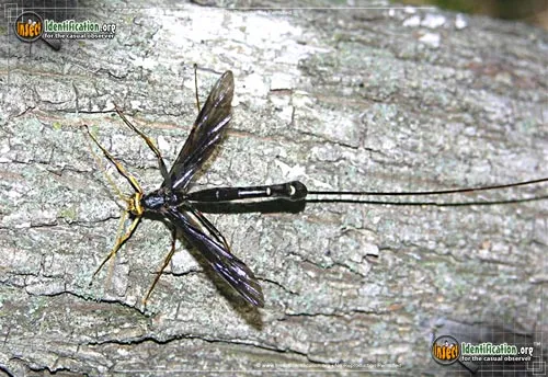 Giant Ichneumon Wasp -M. atrata - photo 5