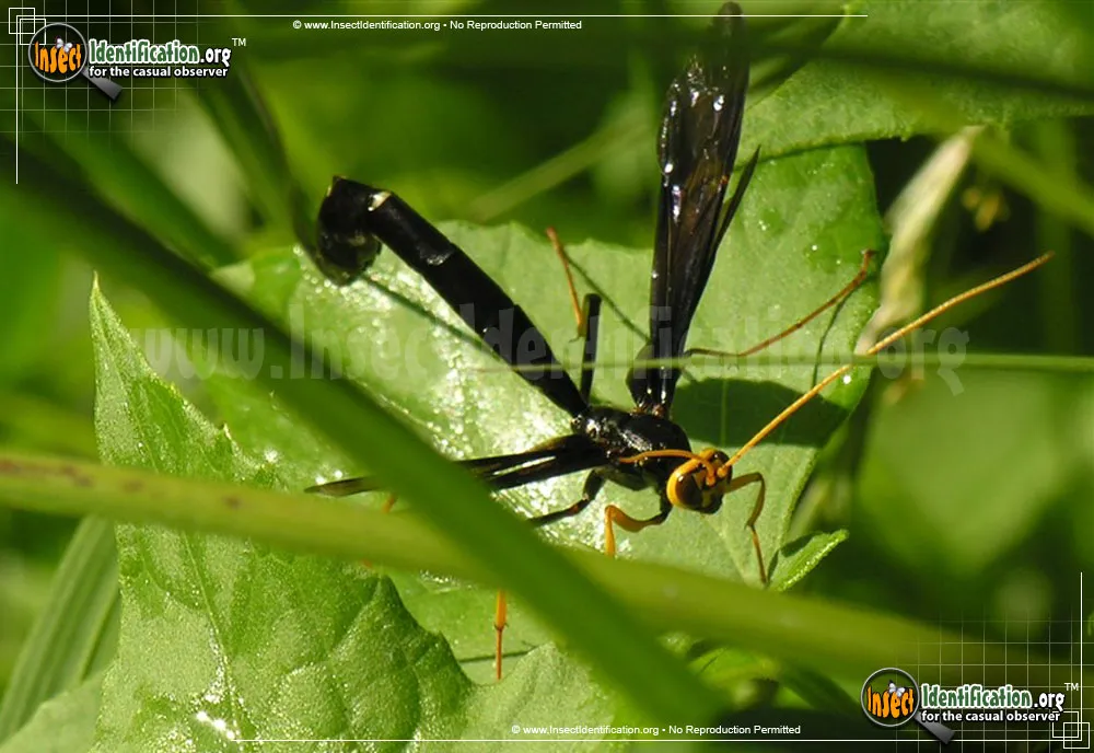 Giant Ichneumon Wasp -M. atrata - photo 6