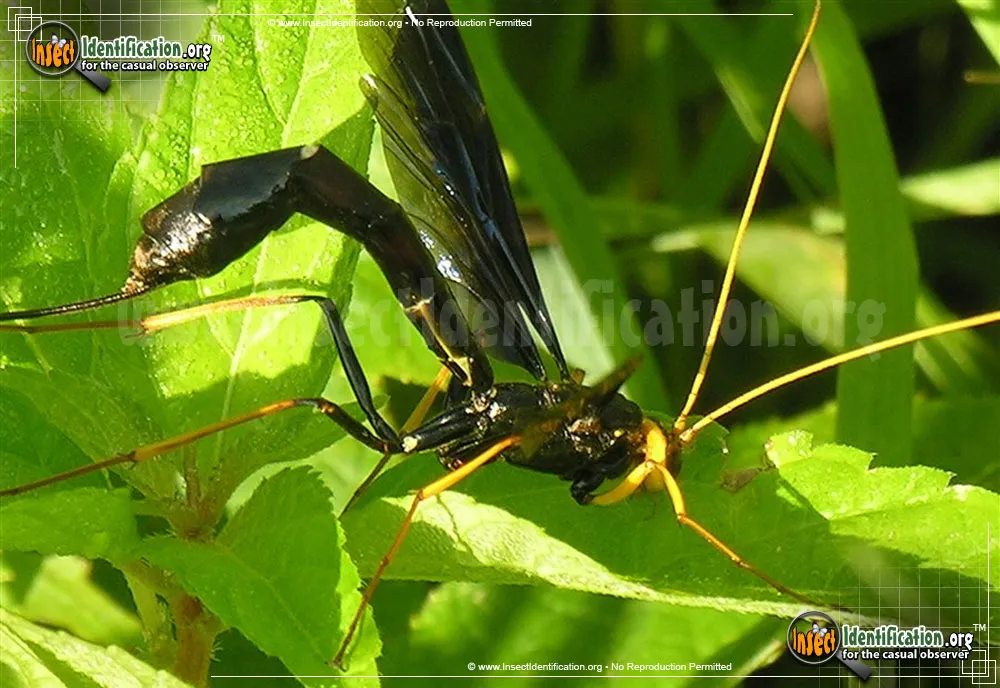 Giant Ichneumon Wasp -M. atrata - photo 7