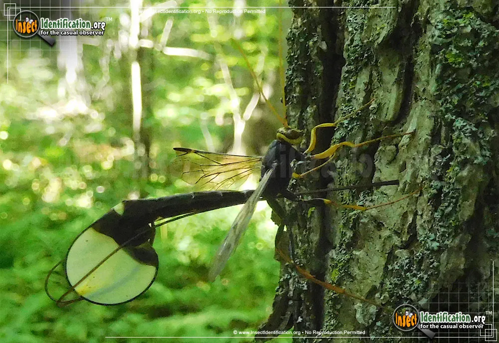 Giant Ichneumon Wasp -M. atrata - photo 8
