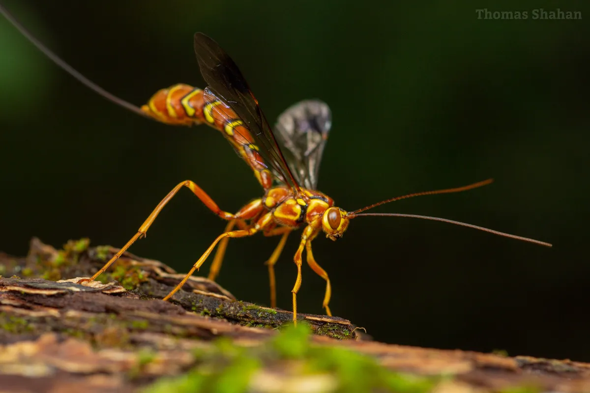 Giant Ichneumon Wasp -M. macrurus - photo 3