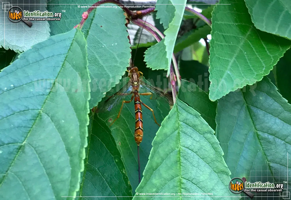 Giant Ichneumon Wasp -M. macrurus - photo 4