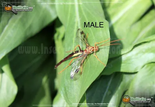 Giant Ichneumon Wasp -M. macrurus - photo 5