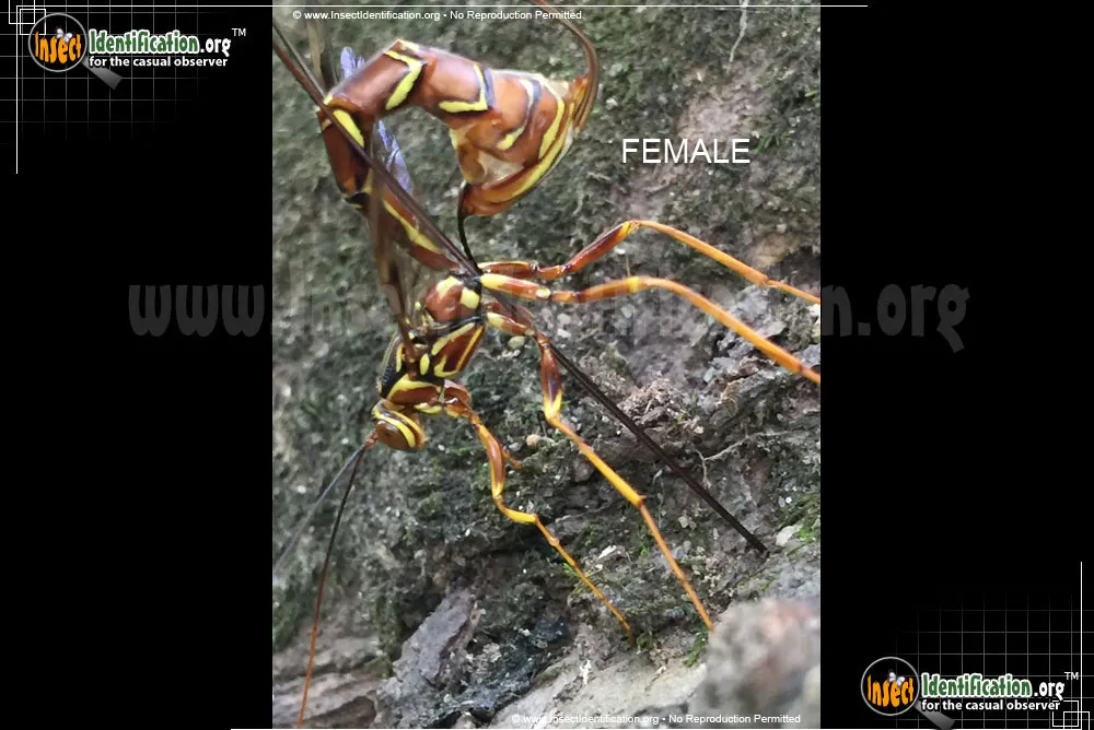 Giant Ichneumon Wasp -M. macrurus - photo 6