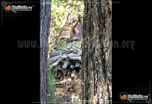 Giant Ichneumon Wasp -M. macrurus - photo 7