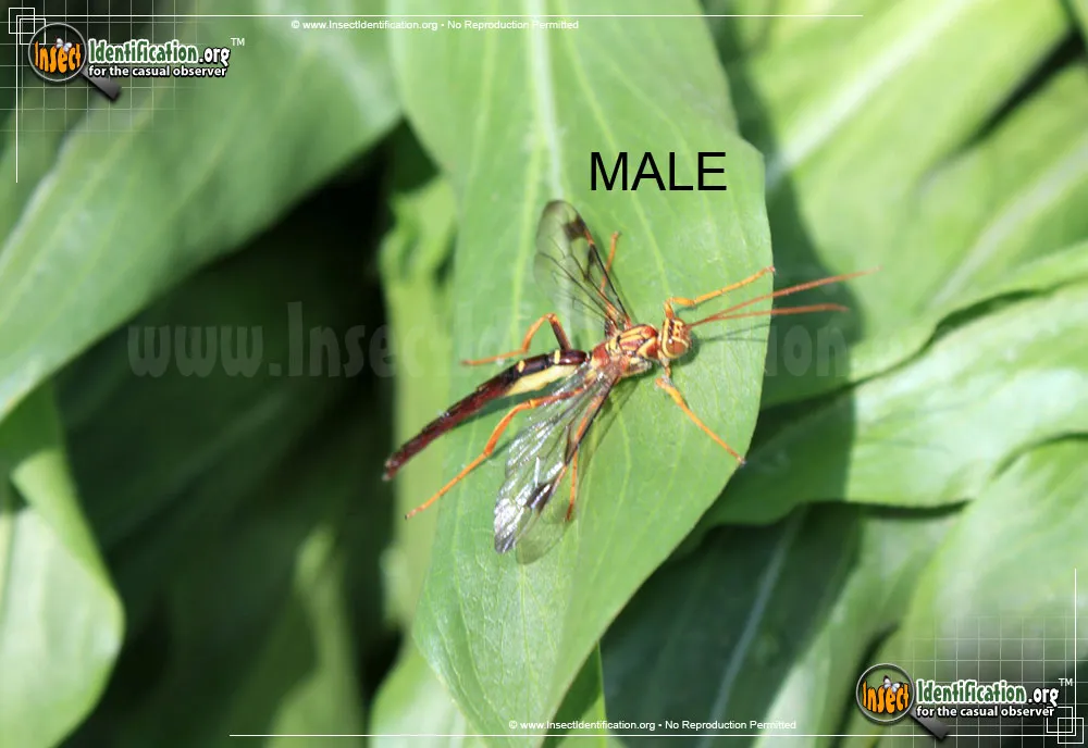 Giant Ichneumon Wasp -M. macrurus - photo 8