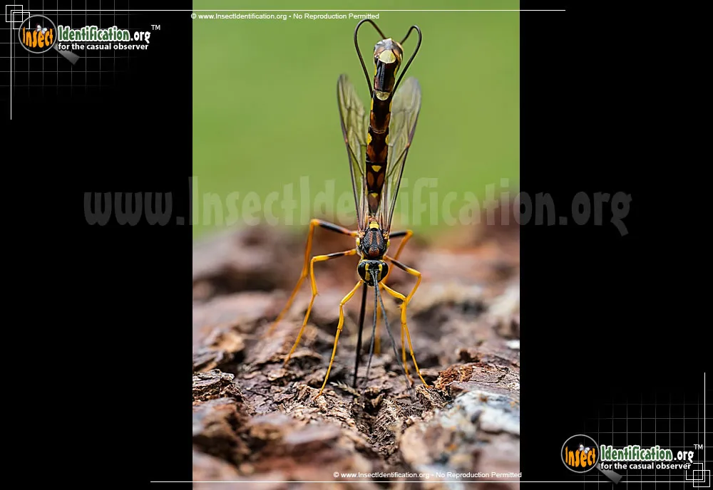 Giant Ichneumon Wasp -M. nortoni