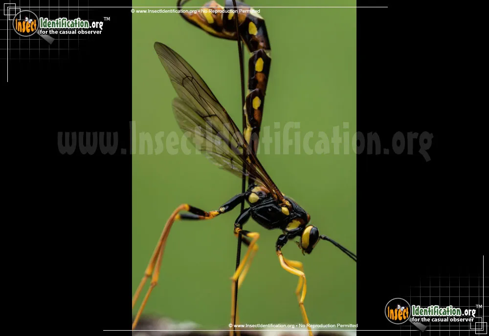 Giant Ichneumon Wasp -M. nortoni - photo 2