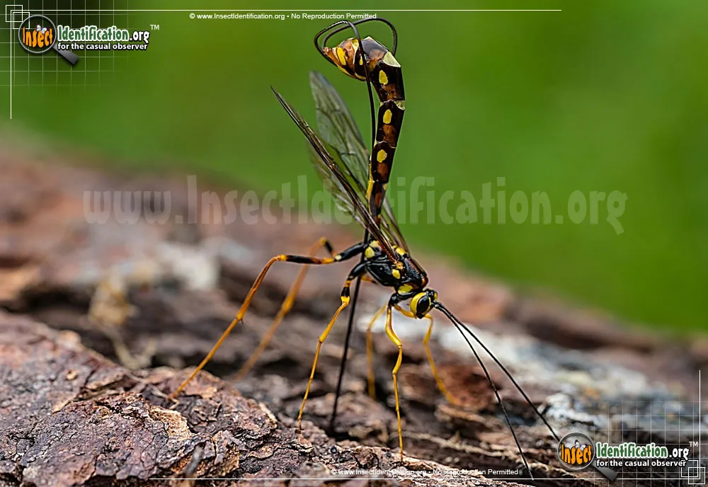 Giant Ichneumon Wasp -M. nortoni - photo 3