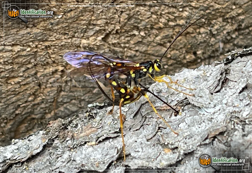 Giant Ichneumon Wasp -M. nortoni - photo 7