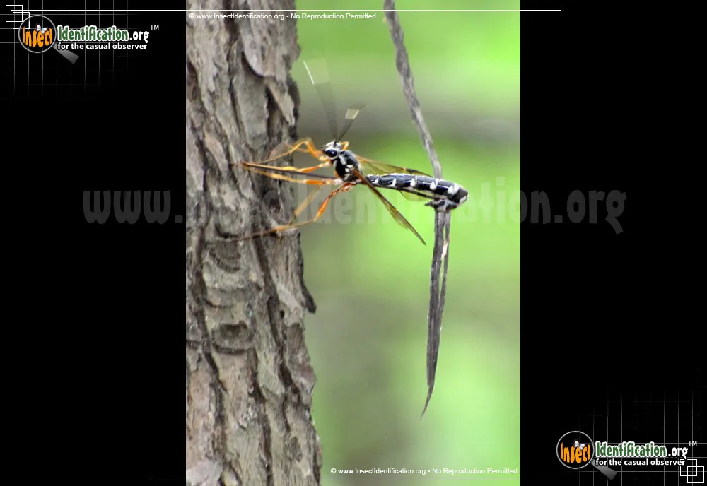 Giant Ichneumon Wasp - Megarhyssa spp