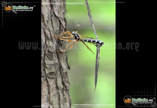 Giant Ichneumon Wasp - photo 2
