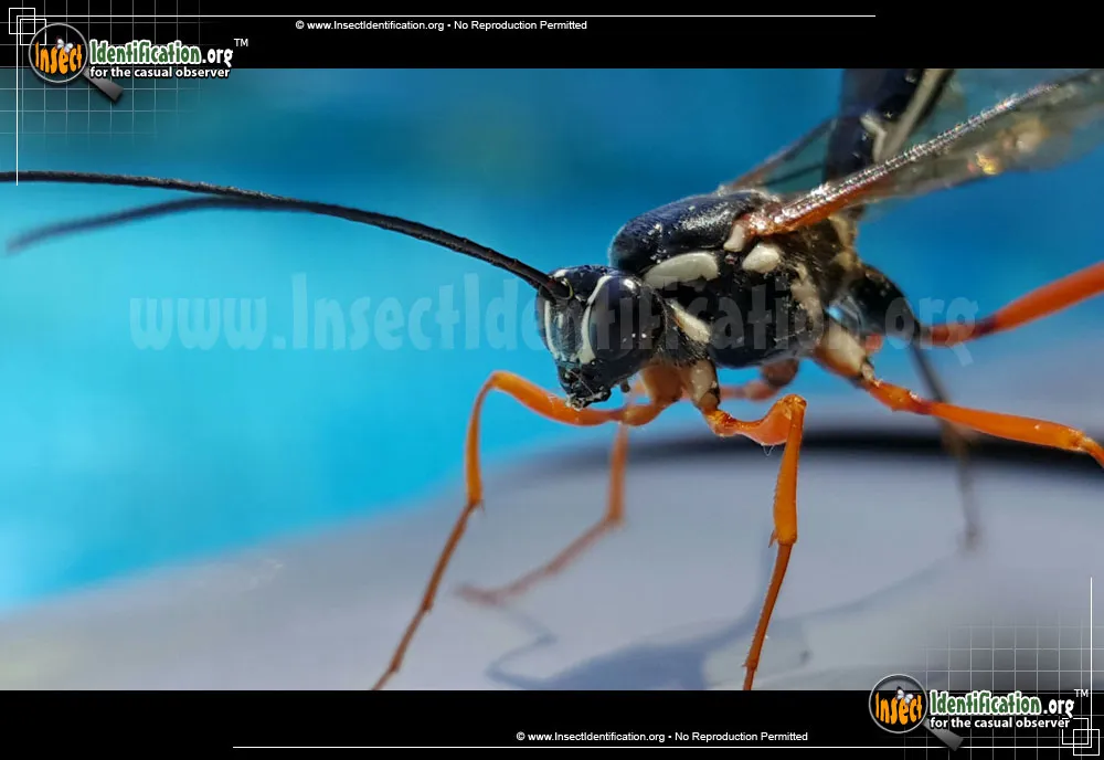 Giant Ichneumon Wasp - photo 3