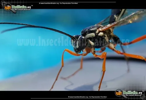 Giant Ichneumon Wasp - photo 4