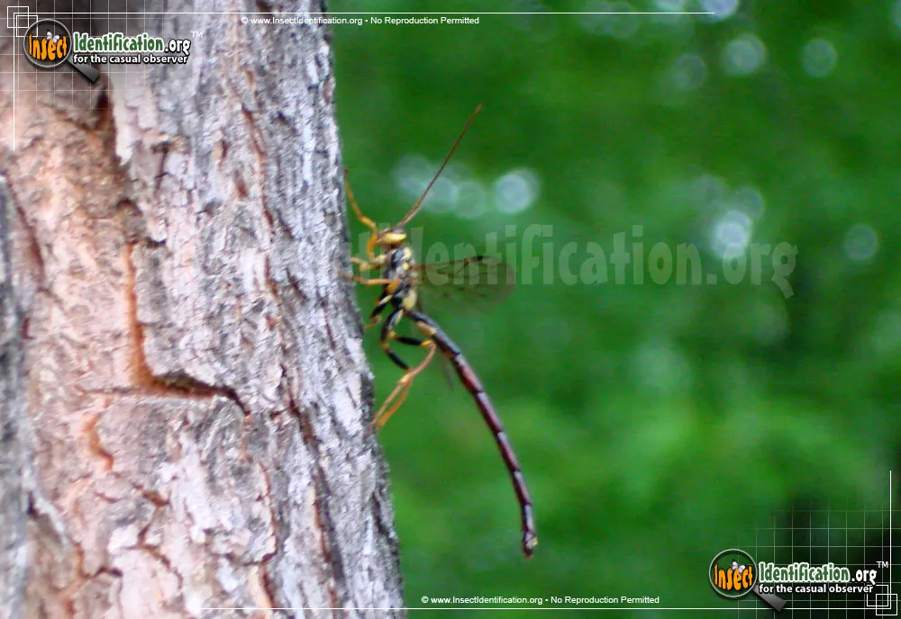 Giant Ichneumon Wasp - photo 5