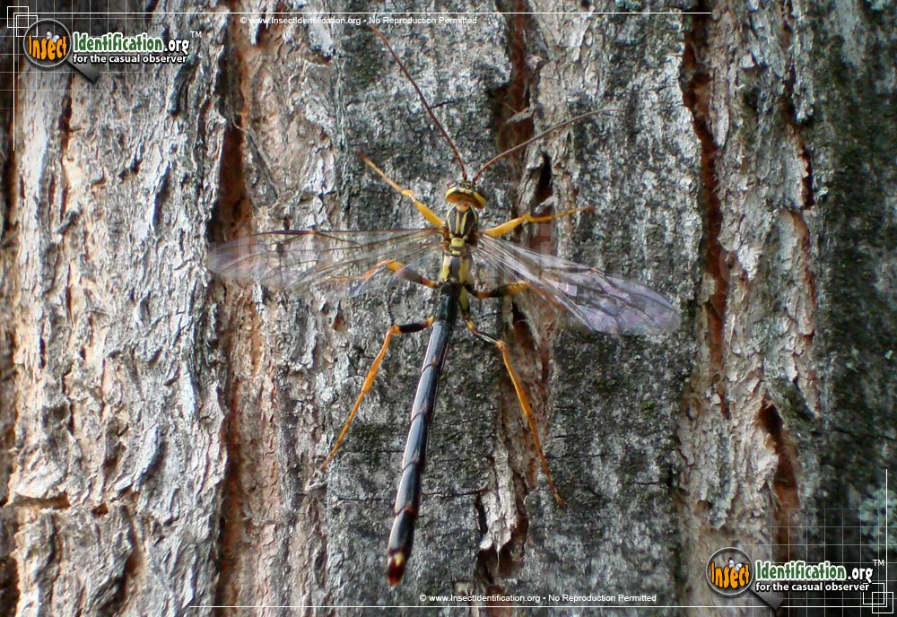 Giant Ichneumon Wasp - photo 7