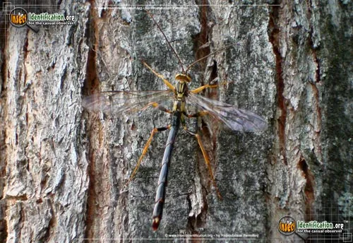Giant Ichneumon Wasp - photo 8
