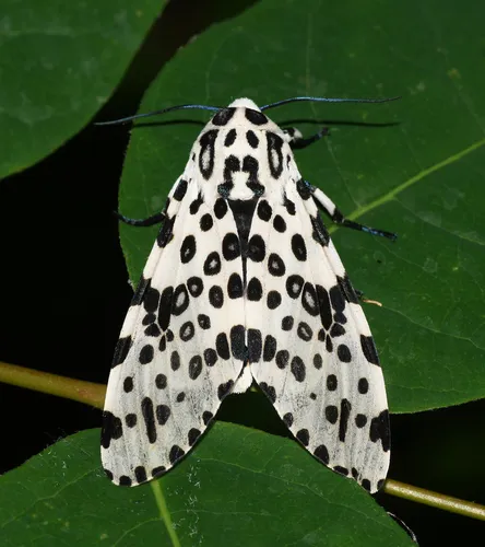 Giant Leopard Moth