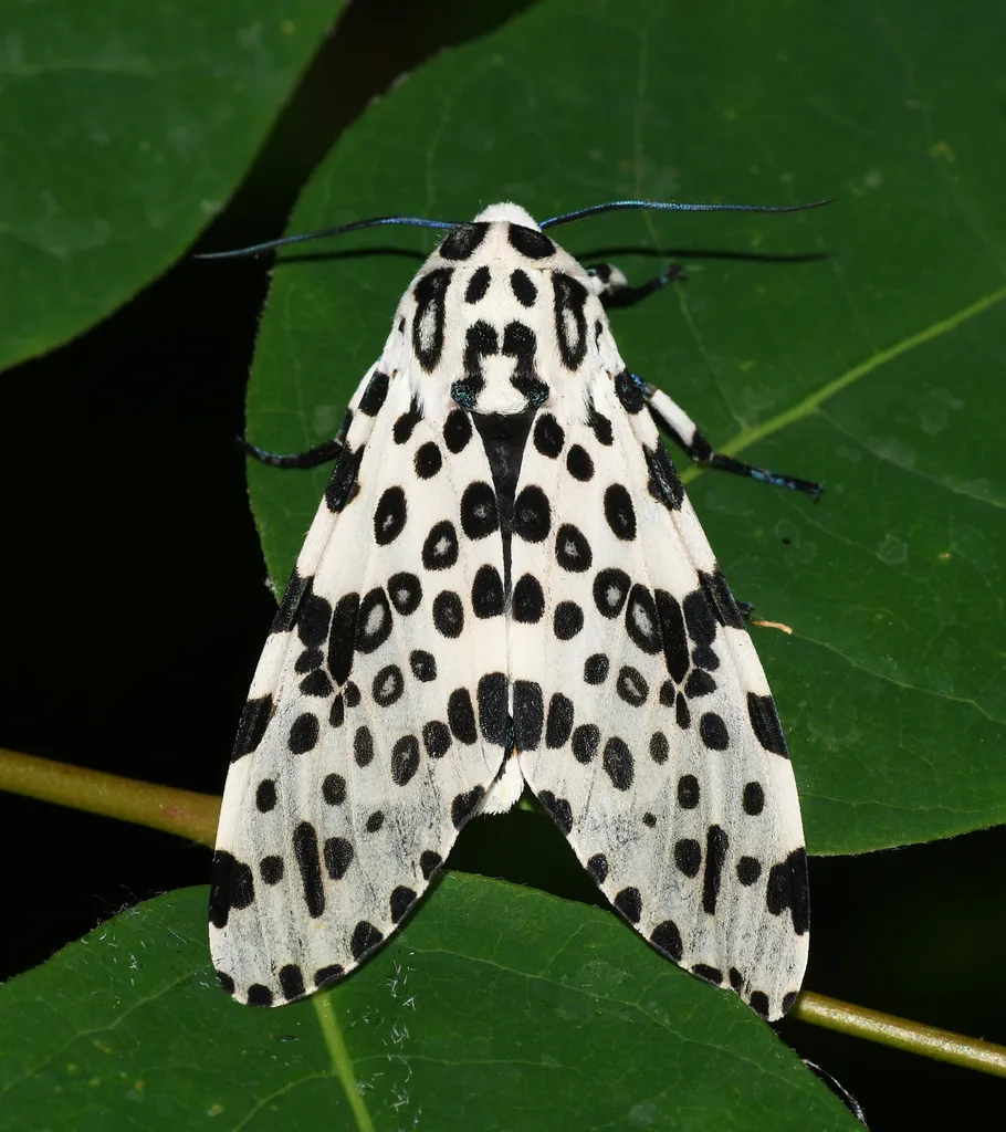 Giant Leopard Moth - photo 2
